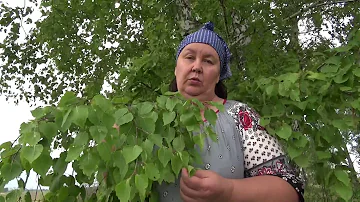 МОЛОДЫЕ БЕРЕЗОВЫЕ ЛИСТЬЯ || Полезные свойства и применение