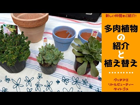 多肉植物 多肉植え替え 新しい仲間追加 グッチアエ リトルビューティータイトゴメ Succulent Plant Youtube