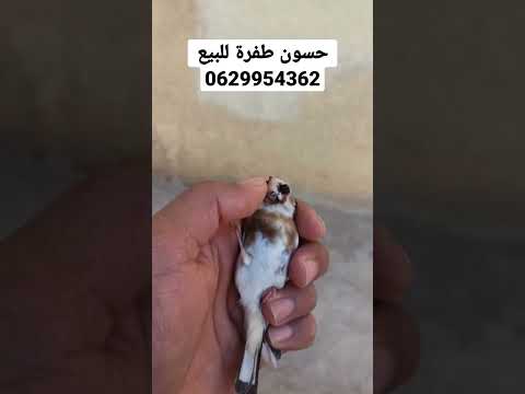 حسون طفرة لبغاه مرحبا 0629954362 الكناري الحداد النعار الحسون البوح