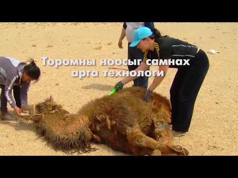 Видео: Савой байцаа: сорт ба хөдөө аж ахуйн технологи