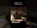 家の裏でお腹を空かせて鳴いてた子猫の初めての朝ごはんが可愛すぎた #保護猫 #元野良猫