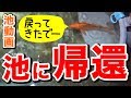 【庭の池】池をろ過後、錦鯉とフナを池に帰還させます #10 2017.7.3
