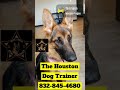 German Shepherd thinking things through! 832-845-4680 #dog #puppy #dogcoach #dogtrainer #dog #pets