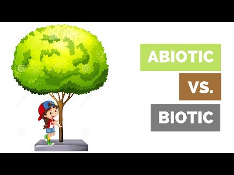 Abiotic vs. Biotic Factors in a Habitat - BIOLOGY BASICS