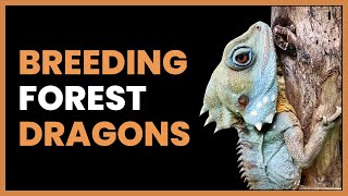 The Only UK Breeder of Rare Forest Dragons | Adam Trimmings #RRPodcast #3