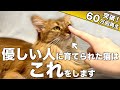 優しい人に育てられた猫だけが見せる行動