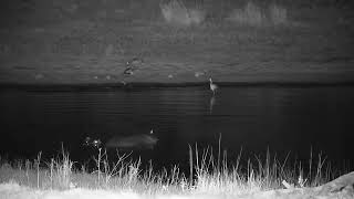 Djuma: Two Hippos interacting, Egyptian Goose family and Grey Heron - 00:58 - 12/02/2023 by WildEarth Djuma Cam 237 views 4 months ago 43 minutes