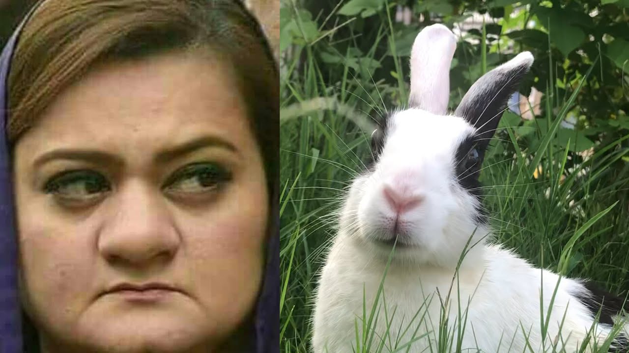 Rabbit Hunting in Punjab Pakistan - YouTube