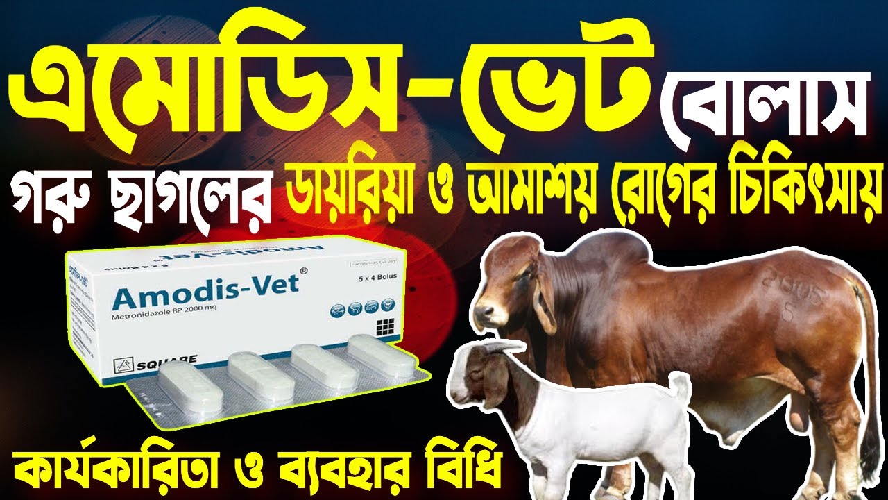 Amodis Vet | গবাদি-পশু ও পাখীর ডাইরিয়া ও আমাশয় রোগের চিকিৎসায় ...