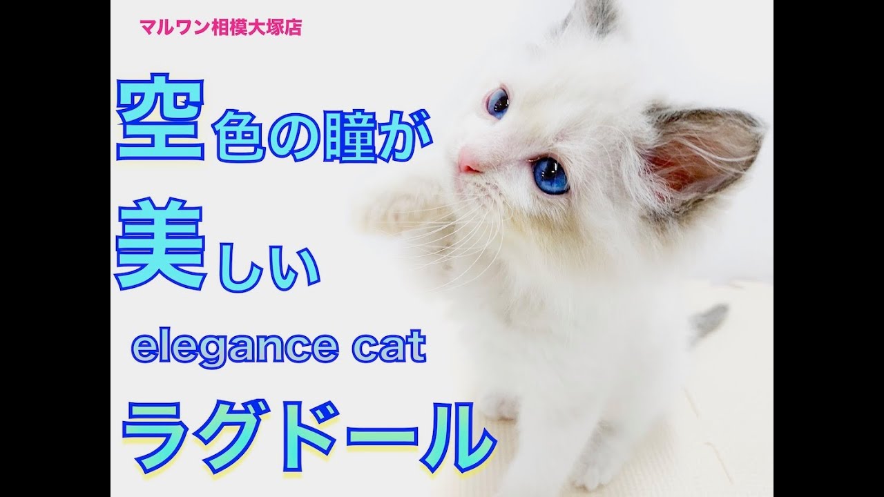 ラグドール スカイブルーの瞳 エレガントな見た目と性格のギャップに萌え マルワンblog ペットショップ マルワン 小さめ子犬 美形な子猫 初心者安心のサポート