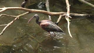 Birdhoven: Glossy Ibis by Baron Cosimo 14 views 1 year ago 1 minute, 8 seconds