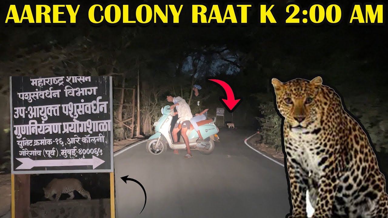 Night Adventure in AAREY COLONY Mumbai 😮🐯