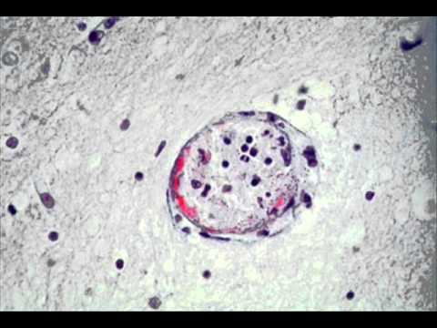 download download Сербский 'с нуля'