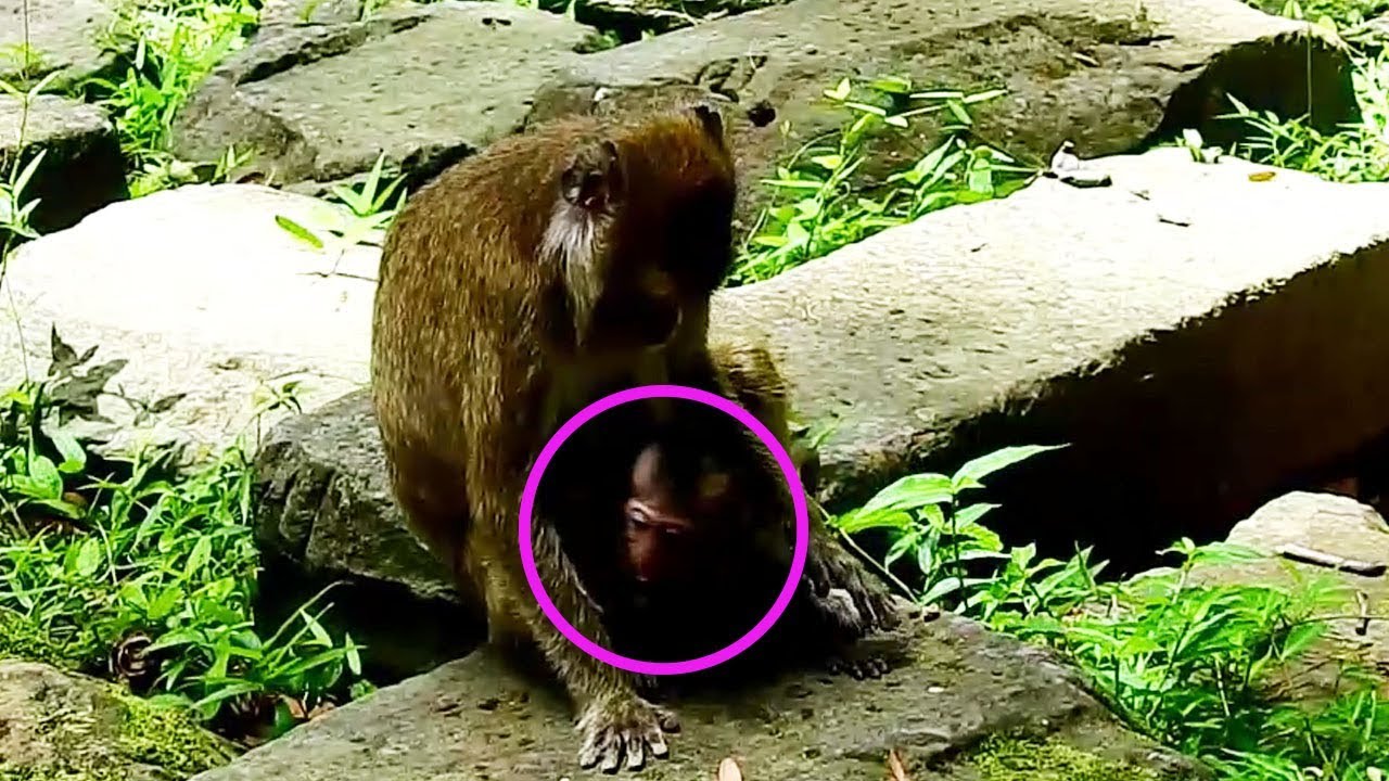 Pity poor Lori cry angry Amri, Amari not so happy with poor Lori