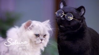 Salem Finds the Purr-Fect Date!