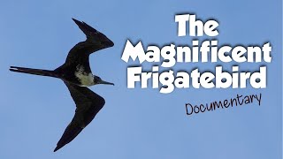 The Magnificent Frigatebird Full Documentary, food, habitat, nesting, behavior, conservation