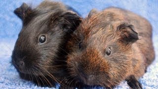 How To Trim or Clip Guinea Pig Nails