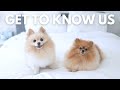 Our Story + Q & A | Get To Know Our Pomeranians