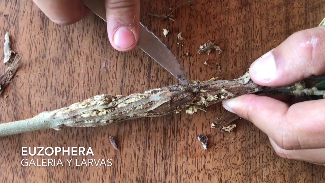 Heladas tardías, Euzophera y Truberculosis