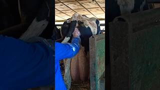 Technological Diagnosis Of The Cow