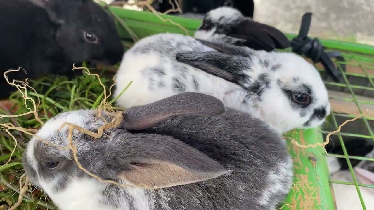 Pasaran Harga Kelinci Lokal Hias Rex Bligon Hayla Australia Pasar Wage Sangrahan Pakis Magelang 2025