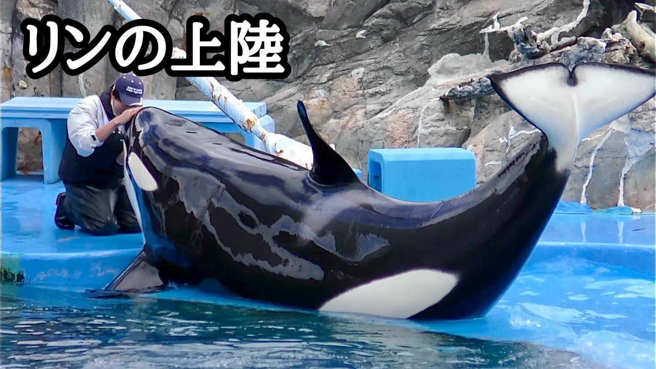 シャチのリンちゃん 見事な上陸ですね【名古屋港水族館】Orca Lynn