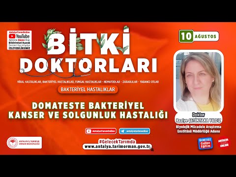 Video: Fasulye Bitkilerinde Bakteriyel Yanıklık: Bakteriyel Solgunluğun Kontrolü Üzerine İpuçları