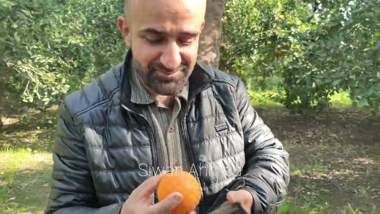 بساتين خانقين 