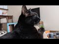 にゃぁあ(喜)からのあーん…(うんざり)