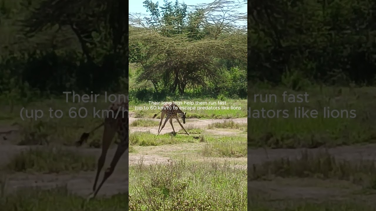 Giraffe Height Mystery
