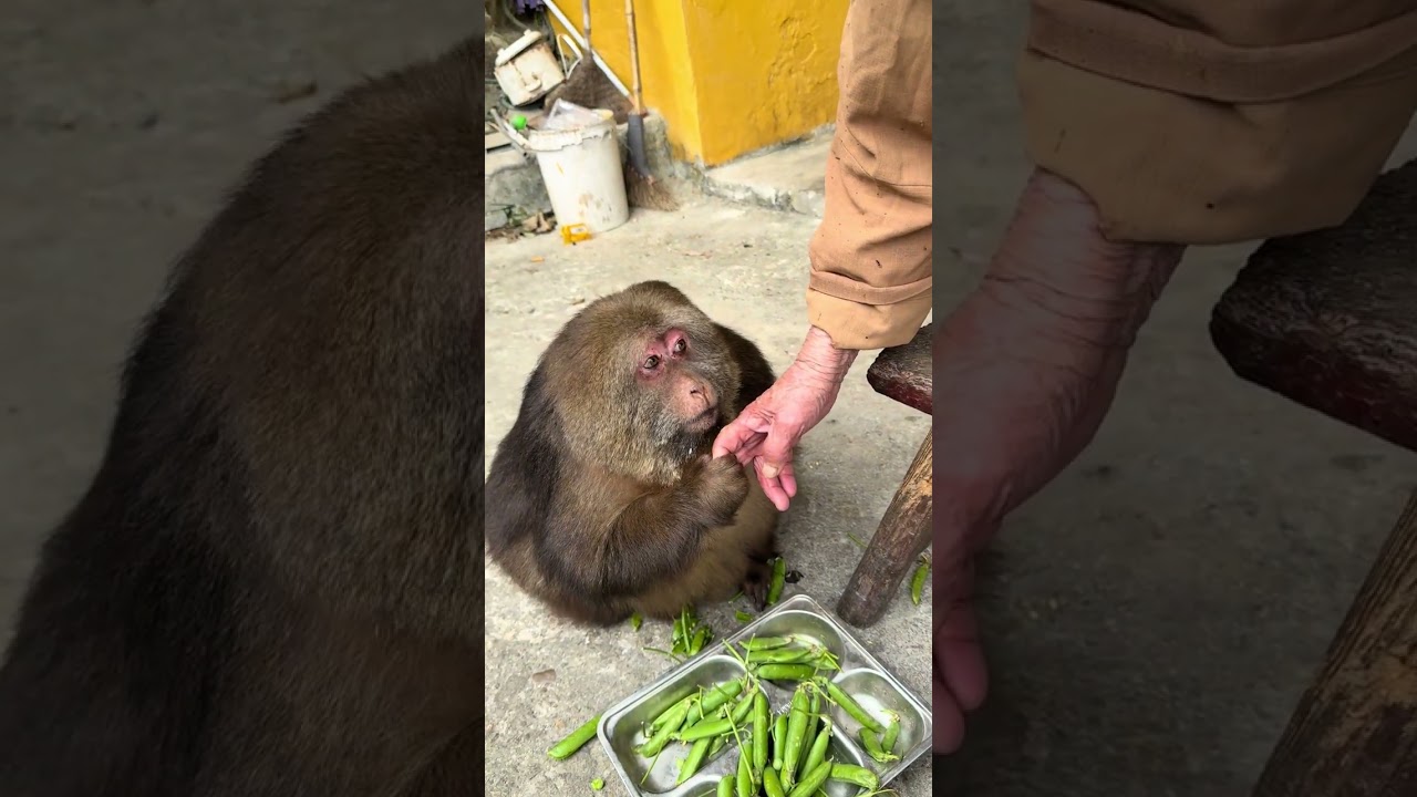 Xingxing Thanks The Nun With A Kiss #Star Monkey #E'mei Mountain Monkeys #Harmonious Coexistence