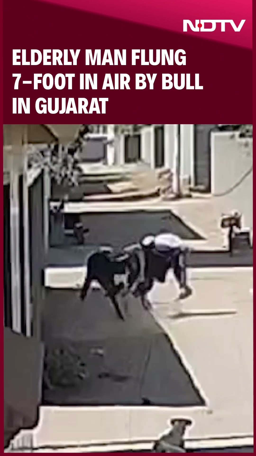Gujarat News | Elderly Man Flung 7-Foot In Air By Bull In Gujarat