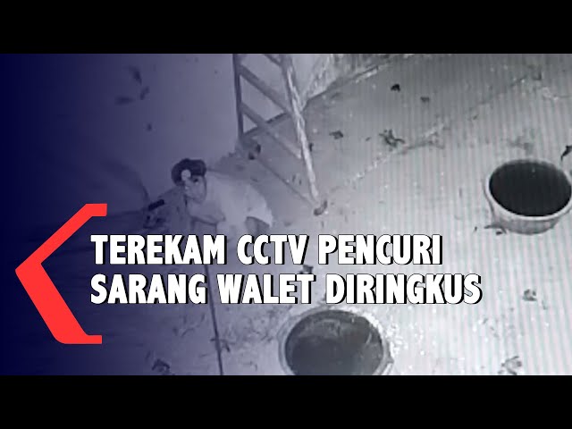 Terekam CCTV Pencuri Sarang Walet Diringkus class=