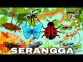 Macam Macam Serangga | Belajar dan Bermain | Membaca dan Mengeja | Kancaku