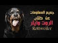 Rottweiler ||  "جميع المعلومات عن كلاب "الروت وايلر