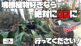 【植物園】塊根植物好きなら、絶対にココに行って下さい！