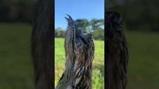 URUTAU MAE DA LUA E SEU FILHOTE #urutau