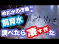 【めだか】驚きのあまり絶句！！ 凄すぎる！！めだかの市場さんの飼育水 ！！ビオトープへ生体導入 前編