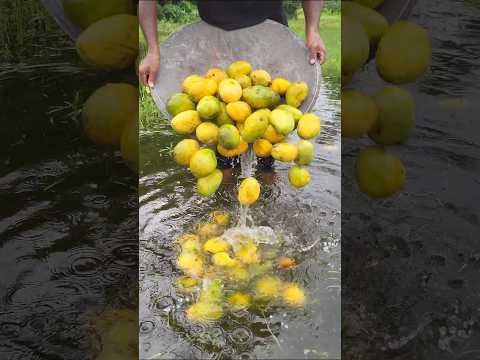 গাছের পাঁকা আমের লোভনীয় বড়া
