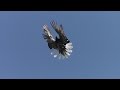 Pigeon farm / Голубиное хозяйство