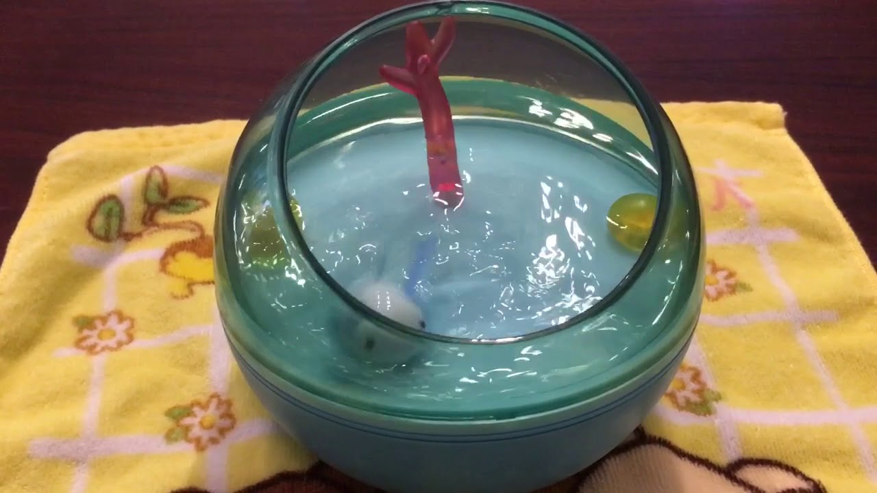 Water looper Mutsu - YouTube