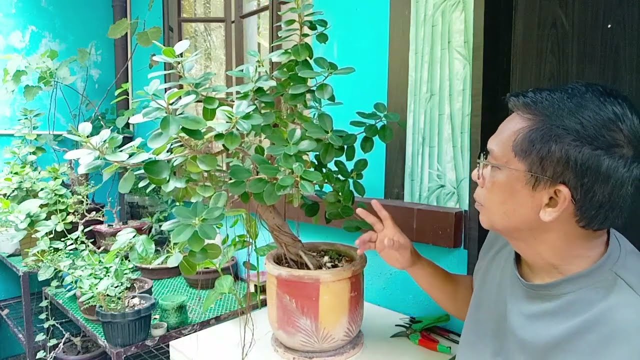 WORKSHOP OF FICUS NANA BONSAI TREE
