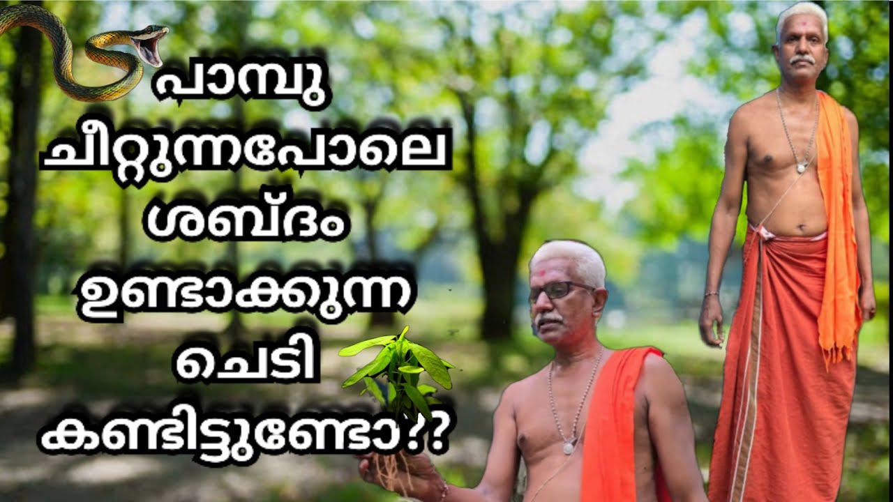 അപൂർവ ഔഷധസസ്യങ്ങളും കടമറ്റത്തുകാരനും |Rare Herbal Plants |Medicinal Plants and Their Uses|Karkidakam