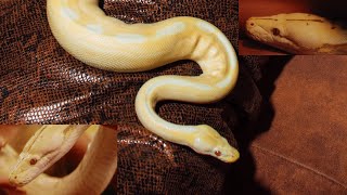 Yellow Snakes - Some Facts 101 - About  Sankes - #viralvideo by Cute Animal 85 views 3 months ago 1 minute, 33 seconds