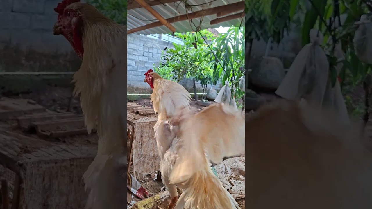 Morning call, Chicken crowing sound 