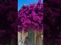 purple Bougainville plant available #bougainvillea #purple #nursery #flowers #plants #viral #view