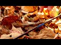 Wisconsin Whitetail Hunting - S4 E4 Teaser