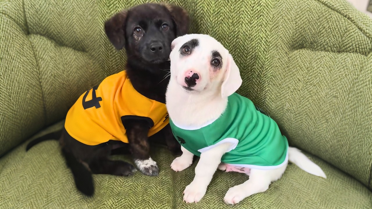 Я спросила папу, что делают бездомные щенки в дождь. Он привёл их домой — они прекрасно вписались...