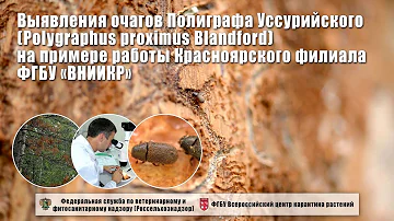 Выявления очагов Полиграфа Уссурийского (Polygraphus proximus Blandford)