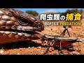 【精密観察】爬虫類の狩り｜The Hunt: Reptile Survival Tactics (Created with Generative Software)